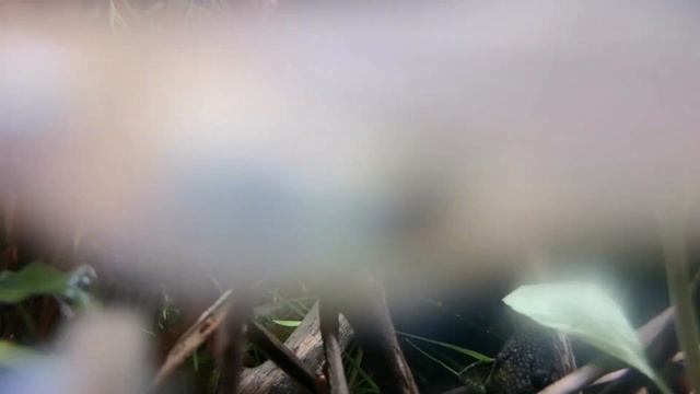 КОРИДОРАС ПАНДА.СОДЕРЖАНИЕ И РАЗВЕДЕНИЕ В АКВАРИУМЕ. смотреть онлайн