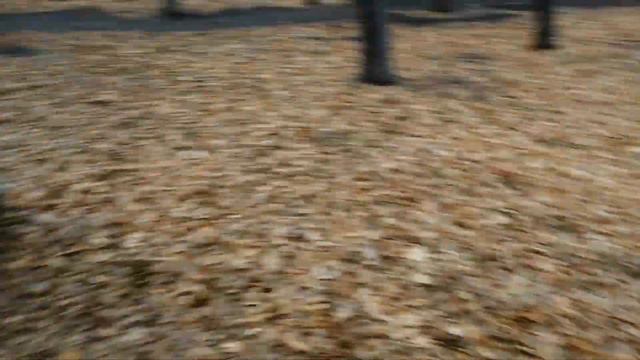 Восточно-европейская овчарка. Прогулка с собакой. смотреть онлайн