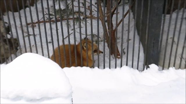 Лисы, песцы, корсаки зимой 18.12.2020 смотреть онлайн