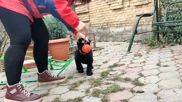 Девочка Русского Чёрного Терьера, 50 дней. Свободна. #русскийчерныйтерьер #щенки смотреть онлайн