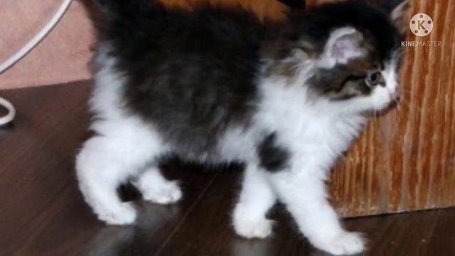 Малыш на трассе: котенок смиренно ждал смерти… смотреть онлайн