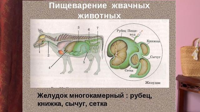 Почему нельзя есть СВИНИНУ смотреть онлайн