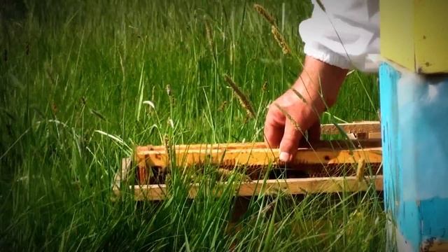 Закладка восковой моли (огнёвка пчелиная) смотреть онлайн