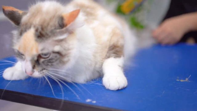 Cats with a lot of hair loss! Come brush up!!😻🛁✂️❤️ смотреть онлайн