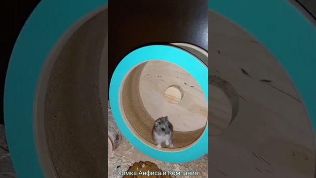 Карликовый хомяк Карапуз смотреть онлайн