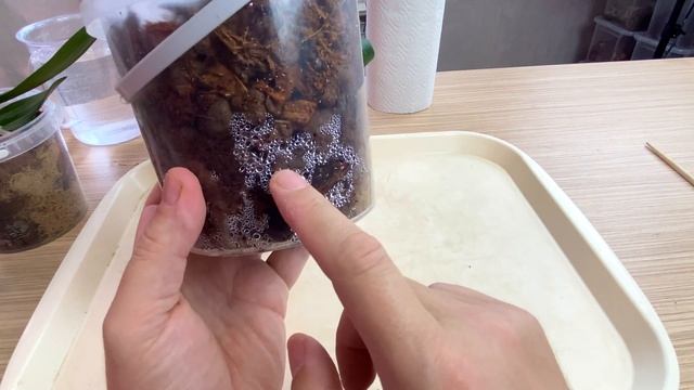 уцененные орхидеи возвращение к жизни / первый полив орхидей после пересадки ОЧЕНЬ ВАЖНЫЙ МОМЕНТ смотреть онлайн