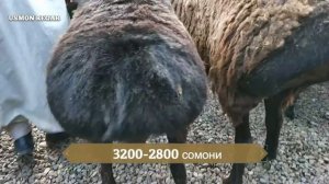 гиссарские бараны овцы на заказ/ гусфандхо арзон