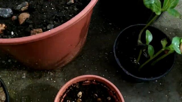 Мои пальмы и не только смотреть онлайн