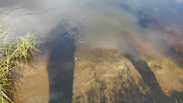 РЫБАЛКА на р. ЛАПШАНГА. Поймали ЗОЛОТУЮ рыбу смотреть онлайн