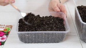 ЛАВАТЕРА.  Посев семян на рассаду