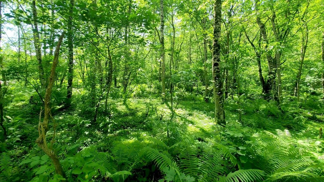 The Sound Of Forests, Birds Chirping, Beautiful Natural Sounds For Sleeping, ASMR