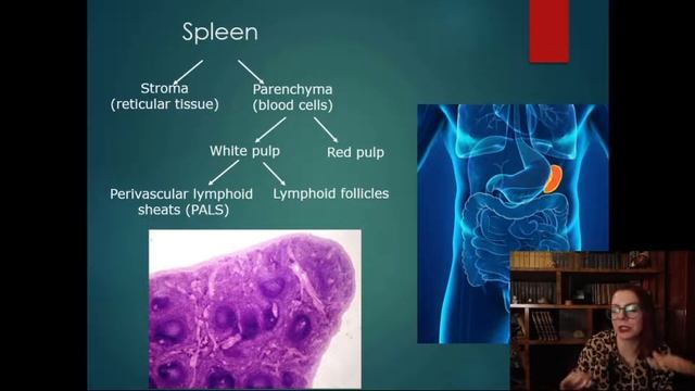 10.Immune system Peripheral lymphoid organs lymph nodes spleen tonsils (Histology lecture) смотреть онлайн