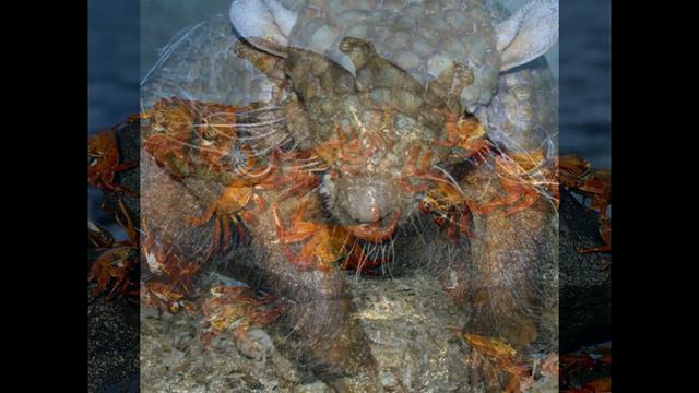 Экзотические животные 2 смотреть онлайн