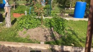 Посадка деревьев на холмик. Planting a tree on a hill