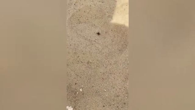 Ядовитый паук эрезус черный обитает на площади Ленина в Волжском