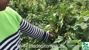 Смородина Лентяй. Один из лучших сортов смородины для приусадебного участка.