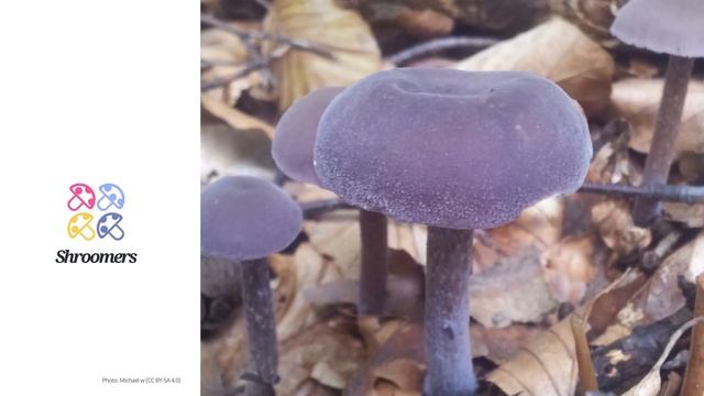 Amethyst deceiver (Laccaria amethystina) | Occurrence | Practical Short Profile | Shroomers смотреть онлайн