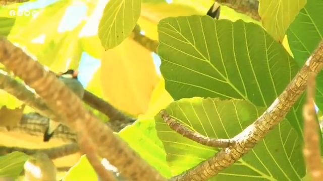 La Música Relaja El Sistema Nervioso, Mejora La Memoria ? La Música Suave Calma El Sistema Nervioso смотреть онлайн