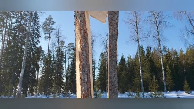 Волки вышли из оклада! Поиски продолжаются! Немного о рыбалке... Сделали новые солонцы. смотреть онлайн