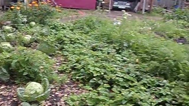 уборка моркови. смотреть онлайн