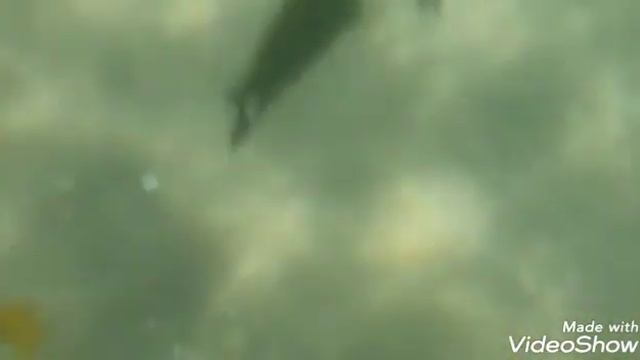 СНОРКЛИНГ ИЛИ ПЛАВАНЬЕ С МАСКОЙ НА ПЛЯЖЕ В ХУРГАДЕ смотреть онлайн