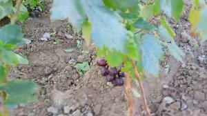 Виноград Заря несветая