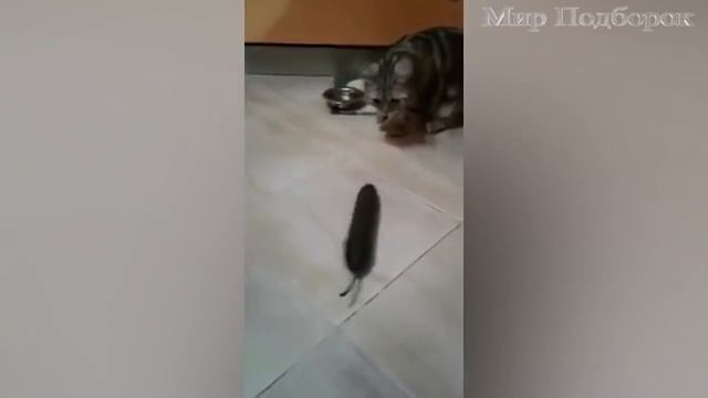 Коты и огурцы. Веселая подборка. смотреть онлайн