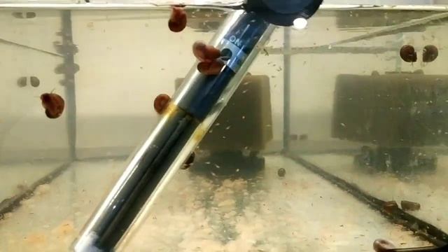 Обзор аквариумов на моей разводне(почти все), какие виды рыб живут у меня на разводне смотреть онлайн