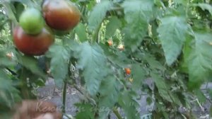 О сортах томатов ЧЕРНОМОР