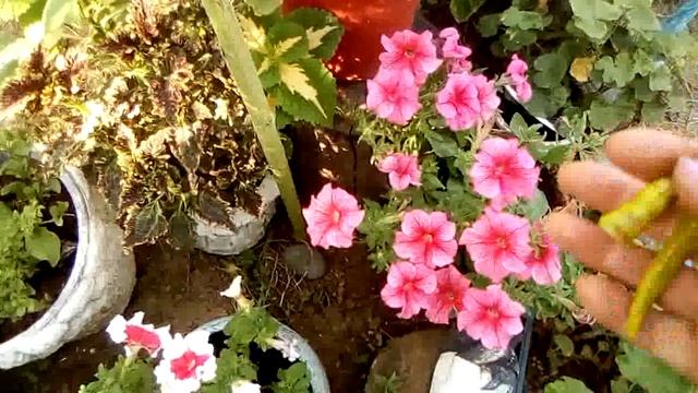 Хлопковая совка напала? смотреть онлайн