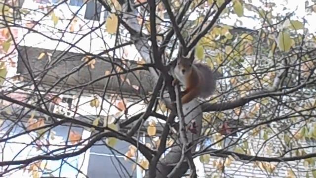 Белка на дереве)) смотреть онлайн