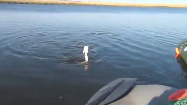 Ловля щуки на живца смотреть онлайн