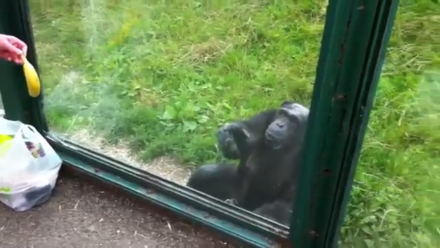 шимпанзе просит попить смотреть онлайн