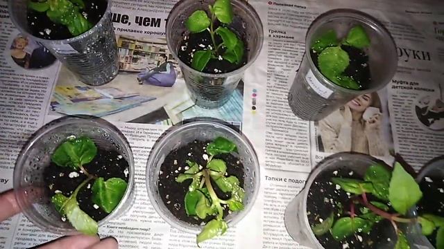 Пасадила черенки "Фуксий" смотреть онлайн