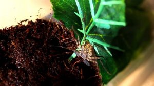 ЖГУТОНОГИЙ ПАУК ФРИН! Ночной кошмар арахнофоба