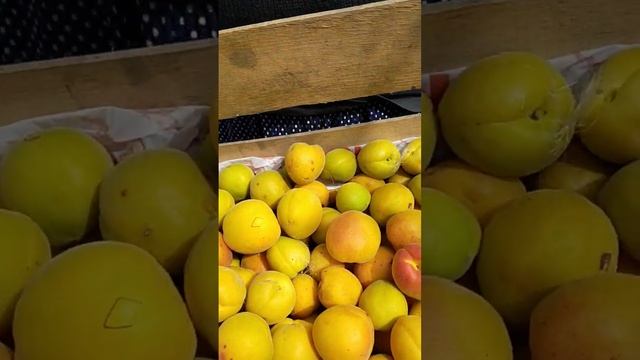 Слива Евразия и абрикос Хабаровский на гибриде афлатунии смотреть онлайн