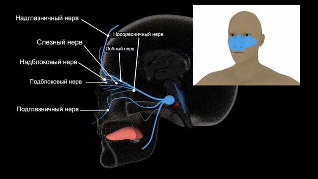 Тройничный нерв за 3 минуты | Путь от мозга (схематично)| Medanatfarm смотреть онлайн
