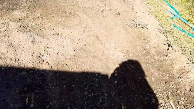 облагораживаем почву, сеем сидераты смотреть онлайн