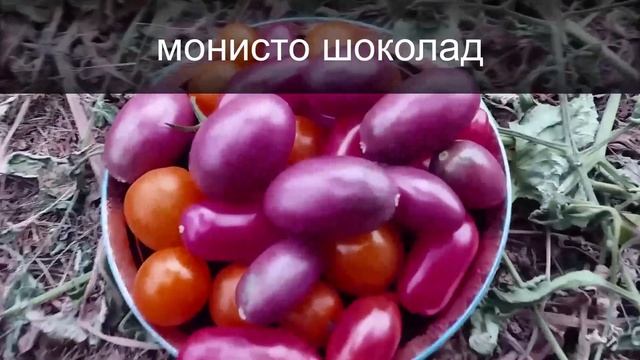 Как собрать семена томатов. смотреть онлайн