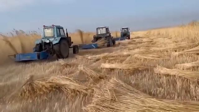 Қамыс сатып бизнес жасау. Шаруашылыққа өте керек техника екен. смотреть онлайн