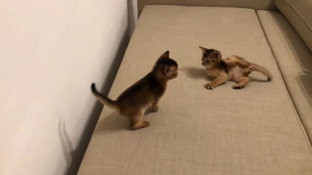 Котята играют