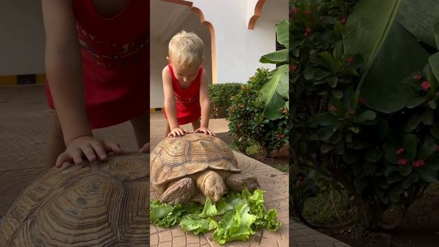 #turtle #черепаха #pets #африка #lifeinafrica смотреть онлайн