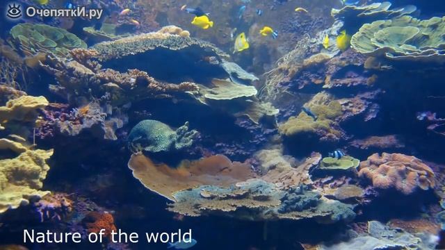 жизнь под водой смотреть онлайн