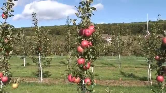 UMass Fruit Advisor: Sep 12, 2007-2nd leaf Honeycrisp on B.9 смотреть онлайн