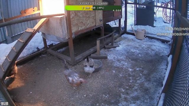 Курятник. Жизнь в курятнике. Можно покормить онлайн. Chicken coop stream. Online feed смотреть онлайн