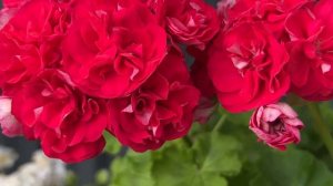 7. Сорт ТА_Ниагара. Пеларгония. Селекция Татьяны Боковой. Брянск