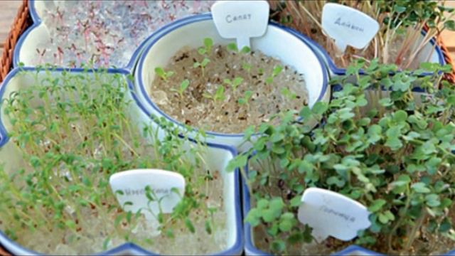 Что такое гидрогель. Используем его для посева семян !!!