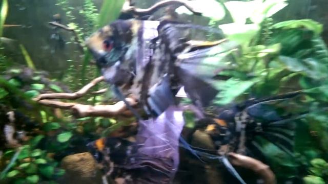 Discus ancistrus Scalari e Corydoras смотреть онлайн