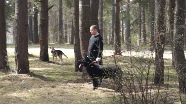 Хельхаус Жиган дрессировка на защиту в Торжке смотреть онлайн