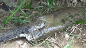 Гюрза входит в ТОП 5 самых опасных змей России